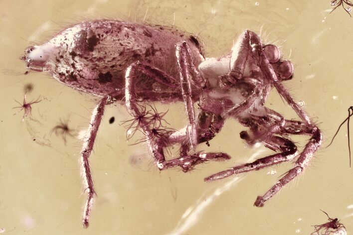 Detailed Fossil Jumping Spider (Salticidae) In Baltic Amber #321794